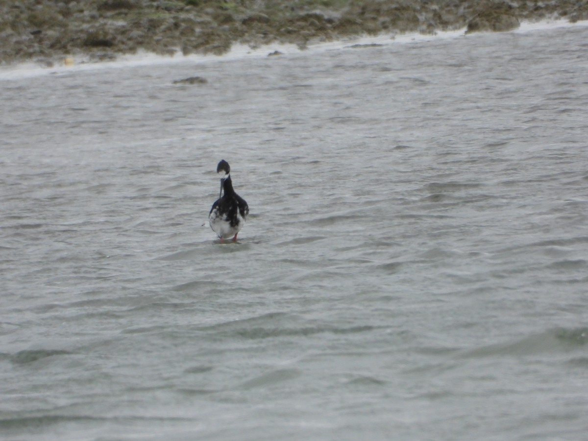 Pied x Black Stilt (hybrid) - ML614627897