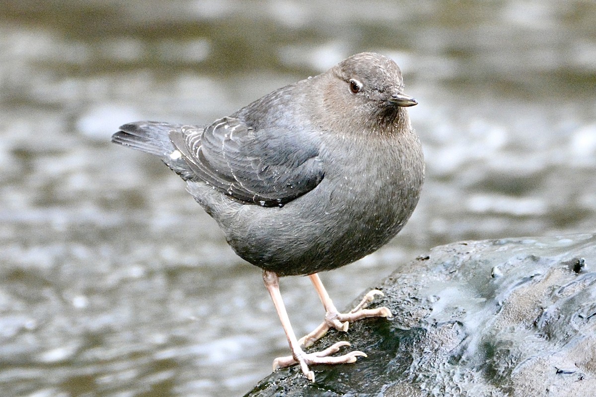 American Dipper - ML614627911