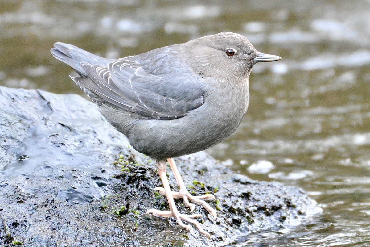 American Dipper - ML614627912