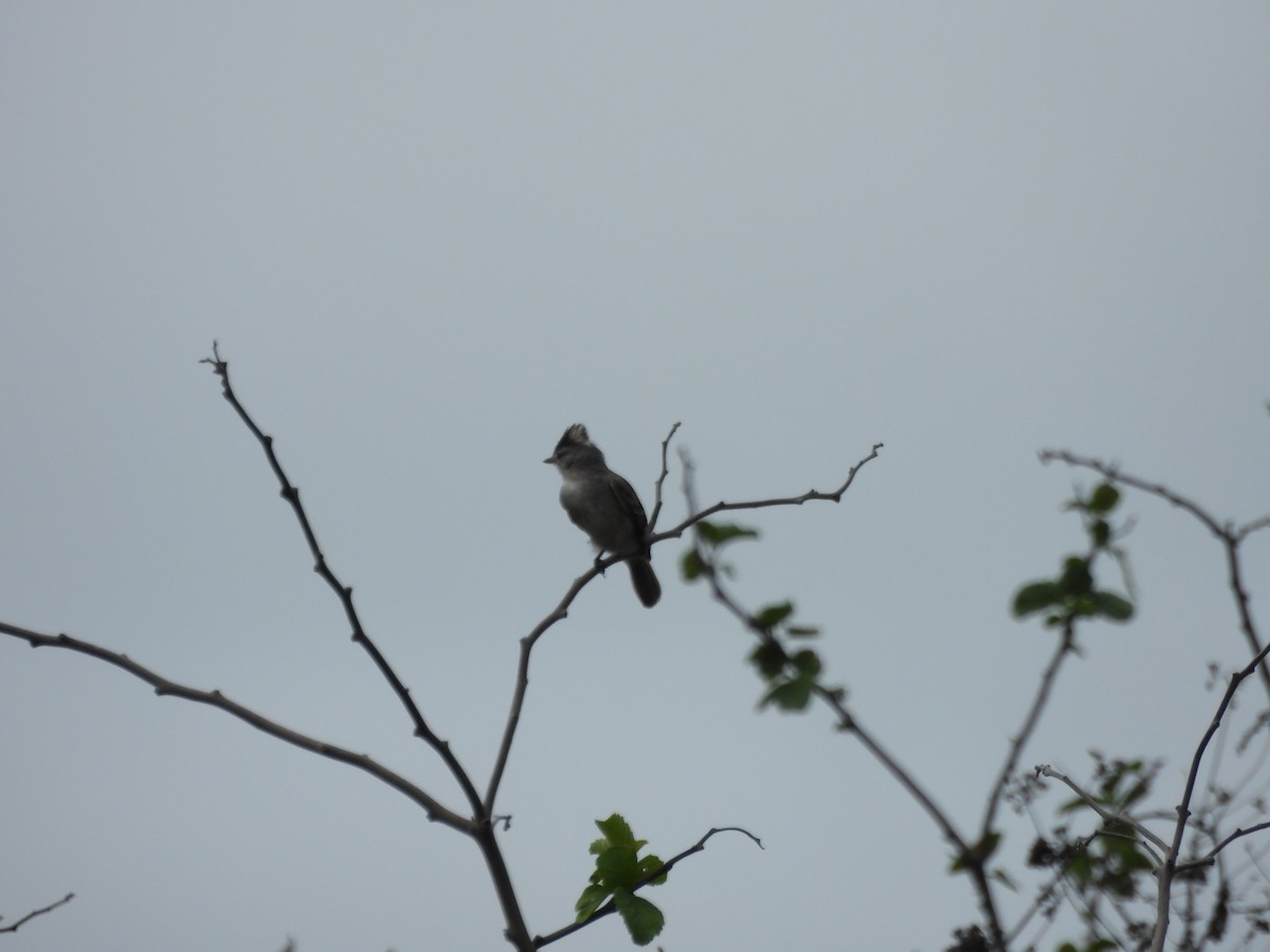 Gray-and-white Tyrannulet - ML614627929