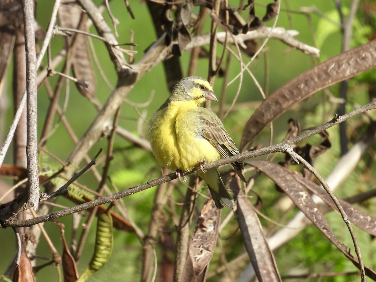 Yellow-fronted Canary - ML614627972