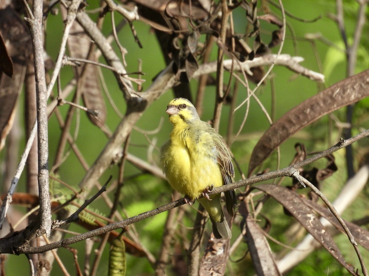 Yellow-fronted Canary - ML614627979