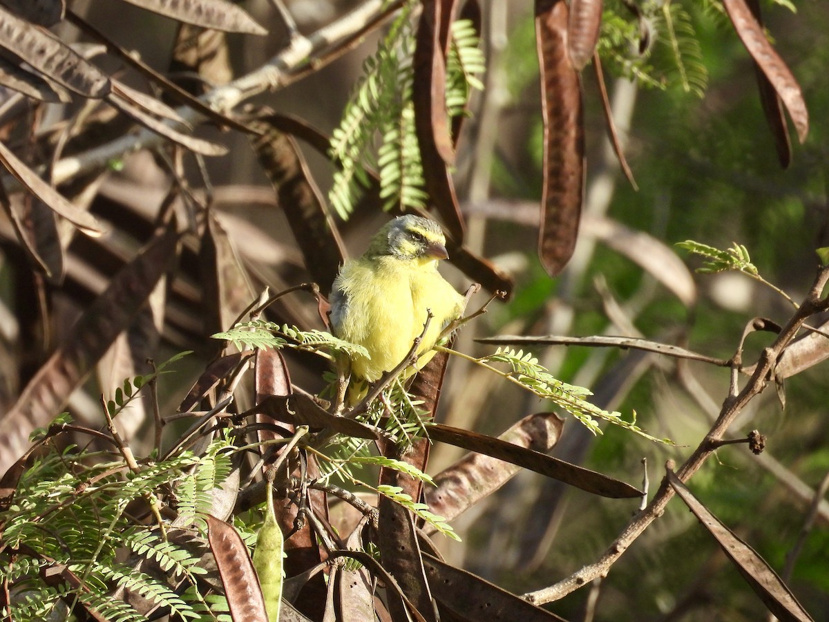 Yellow-fronted Canary - ML614627988
