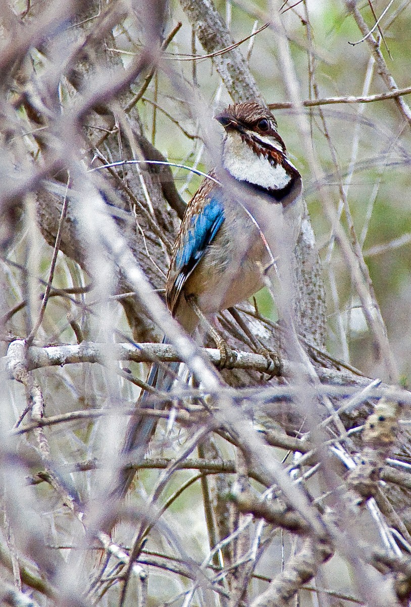 Carraca Terrestre Colilarga - ML614628094