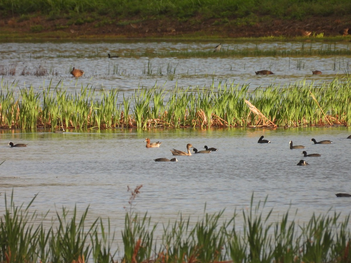 Eurasian Wigeon - ML614628102