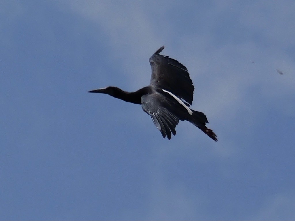 Abdim's Stork - ML614628221