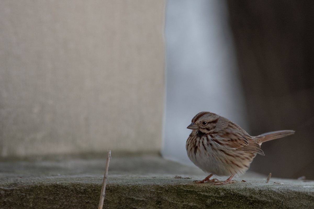 Song Sparrow - ML614628279