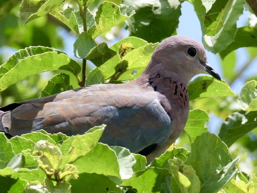 Laughing Dove - ML614628280