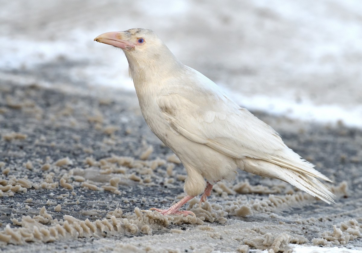 Common Raven - ML614628385