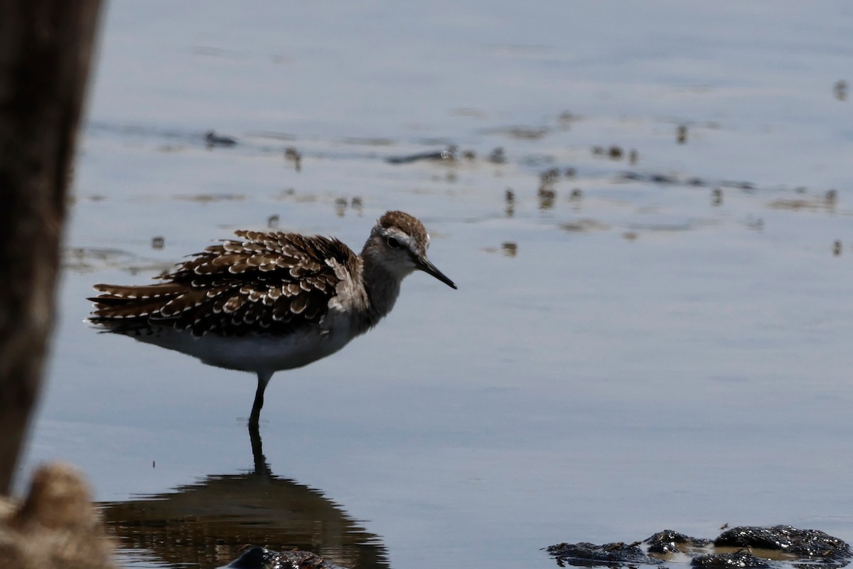 Wood Sandpiper - ML614628450