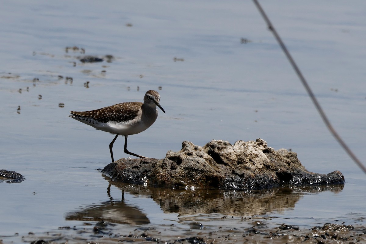 Wood Sandpiper - Rynhard Kok