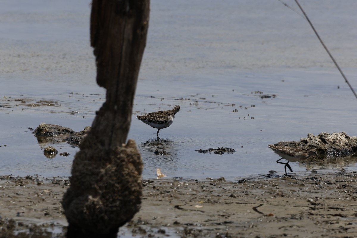 Wood Sandpiper - Rynhard Kok