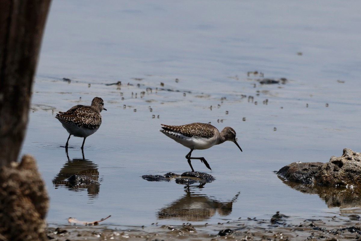 Wood Sandpiper - Rynhard Kok