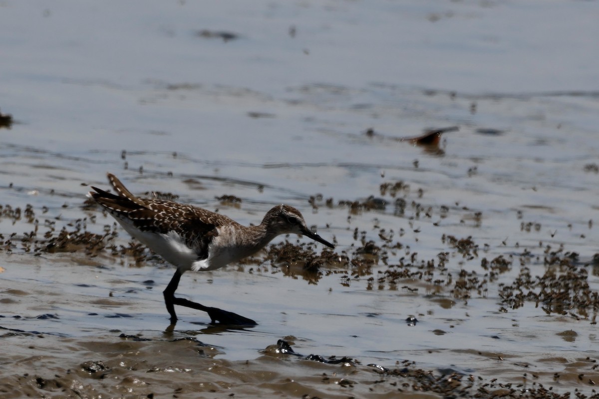 Wood Sandpiper - ML614628458