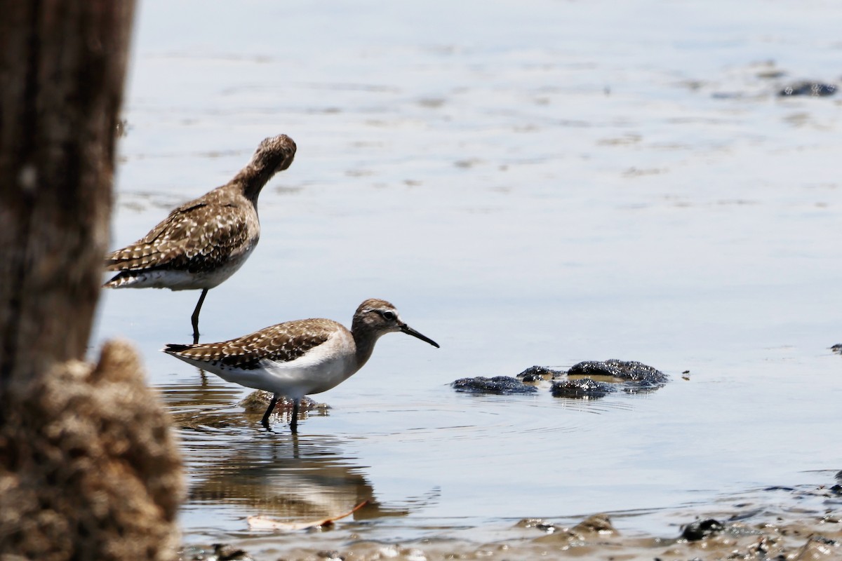 Wood Sandpiper - ML614628459