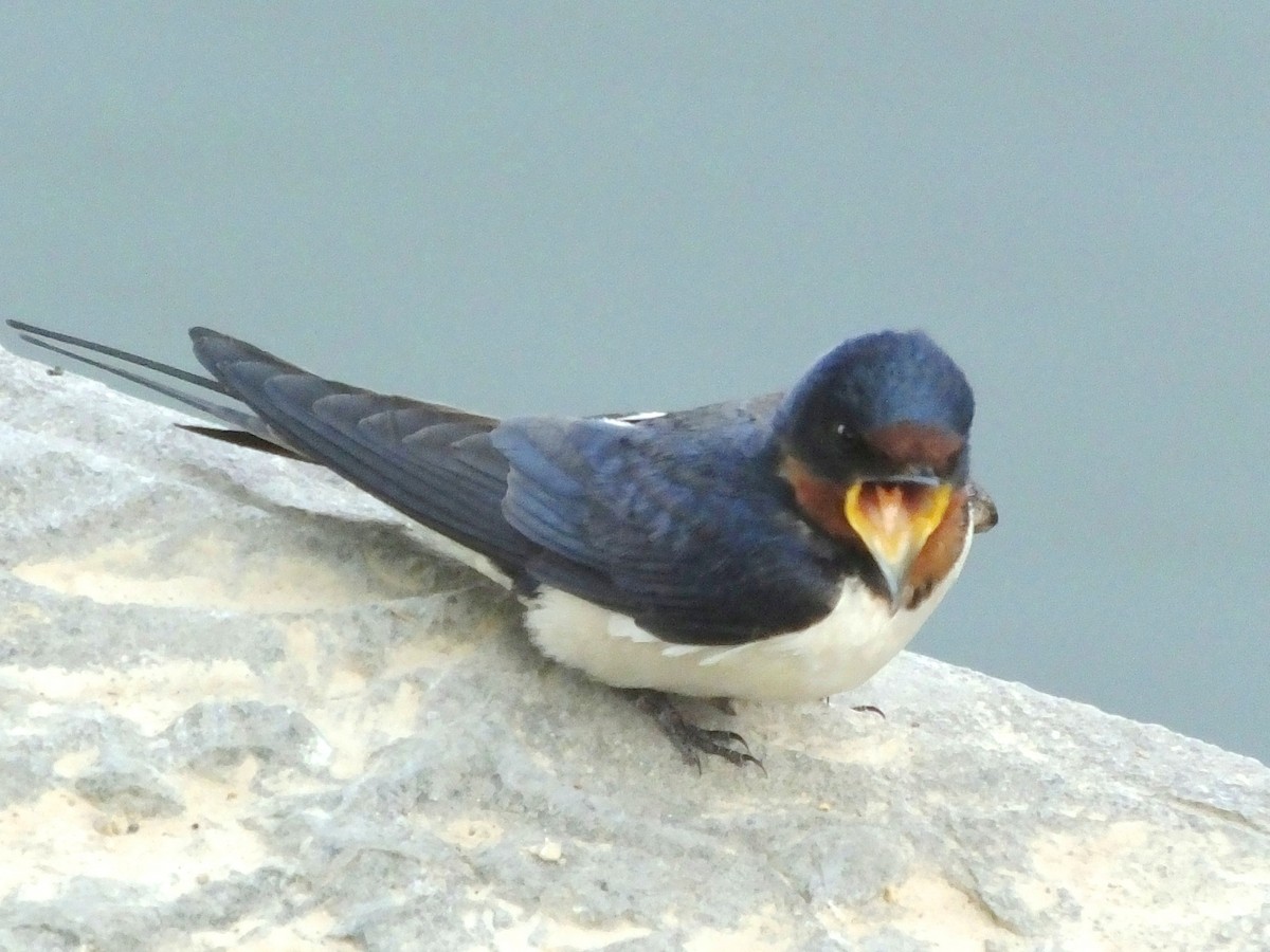 Barn Swallow - ML614628493