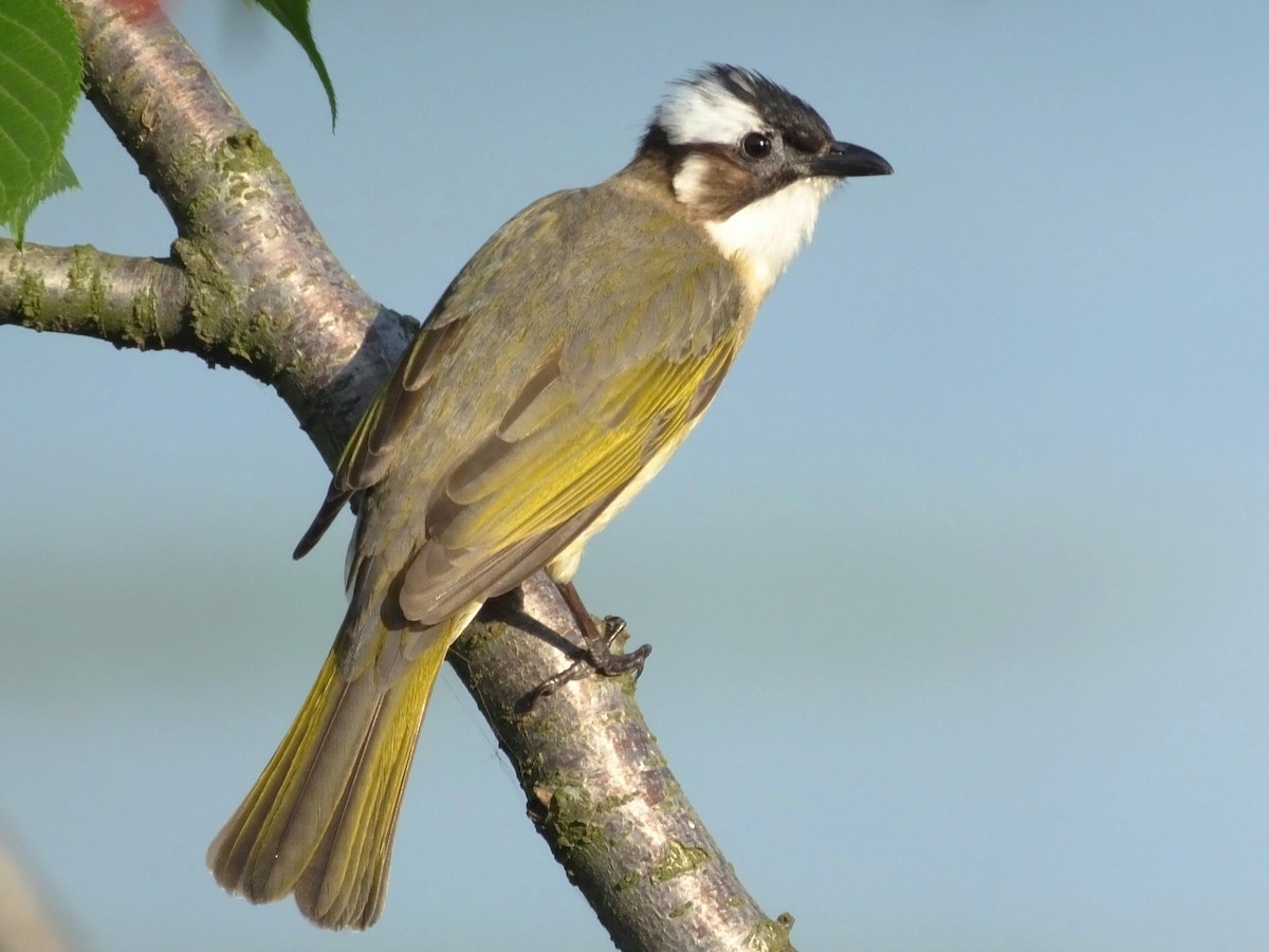 Light-vented Bulbul - ML614628495