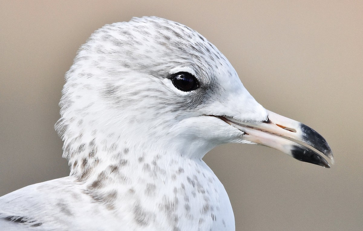 Ring-billed Gull - ML614628502