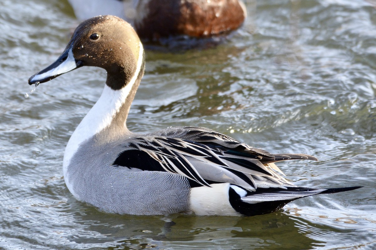 Northern Pintail - lise owens