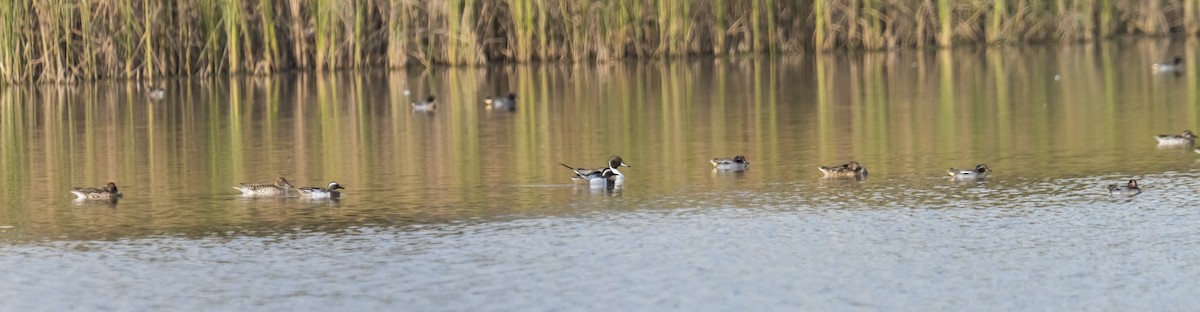 Garganey - ML614628595