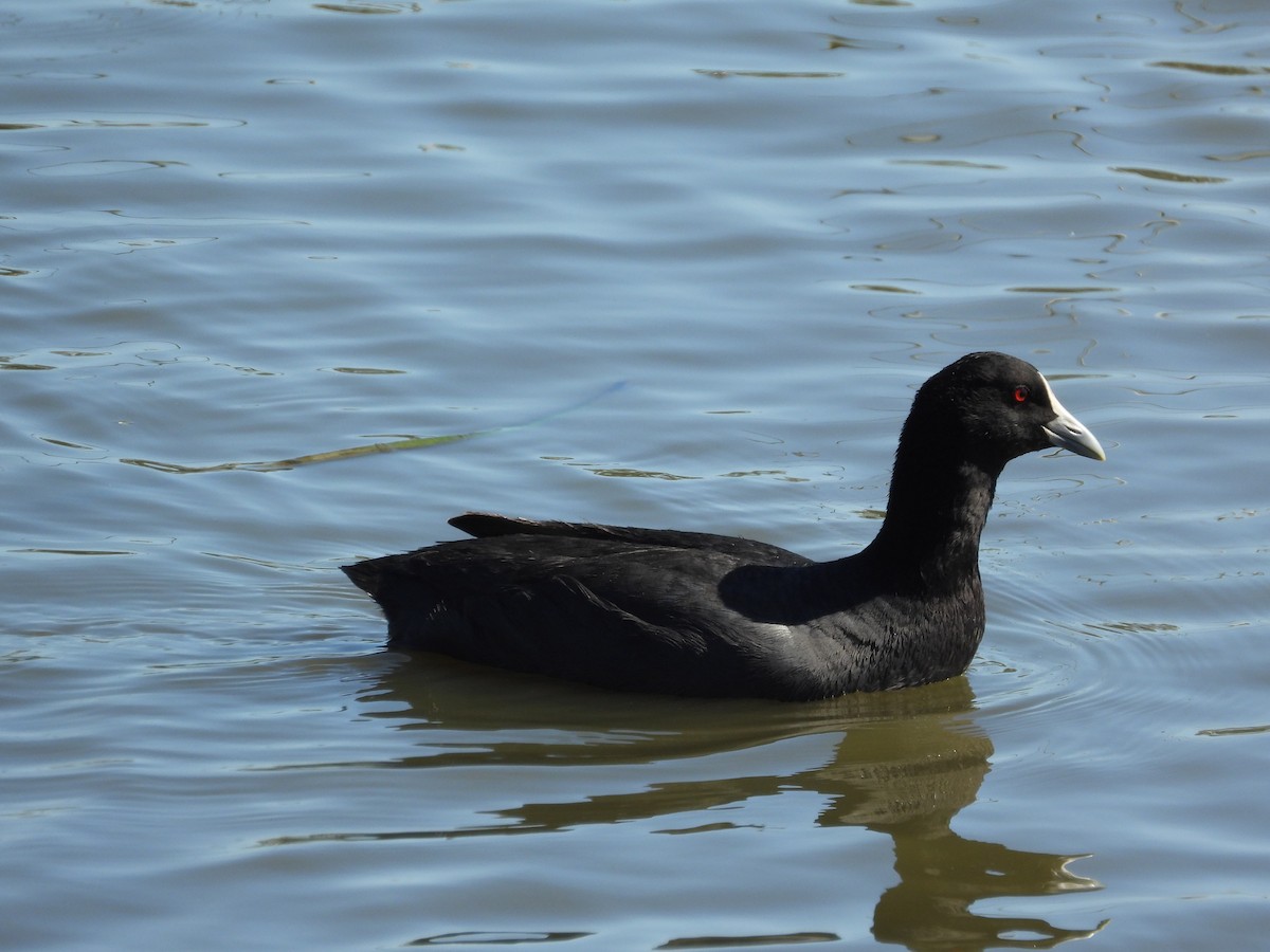 Eurasian Coot - ML614628599