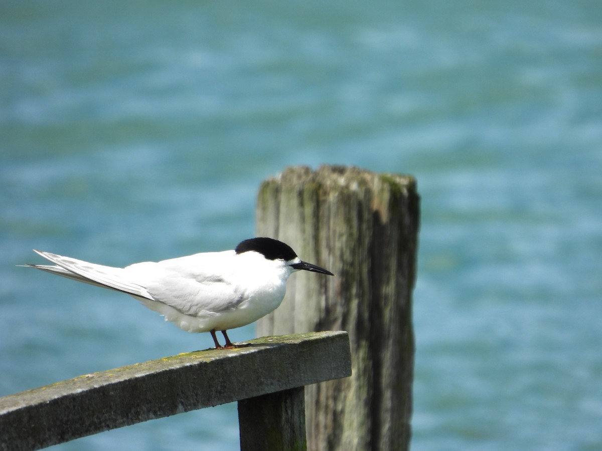 White-fronted Tern - ML614628603
