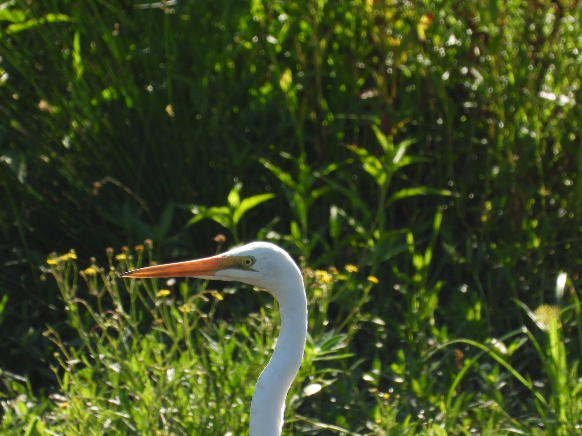 Great Egret - Greg and Georgie Shaw