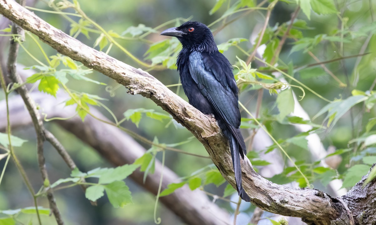 Spangled Drongo - Paul Fenwick