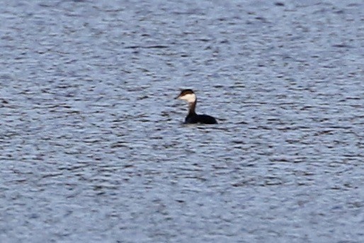 Horned Grebe - Roger Woodruff