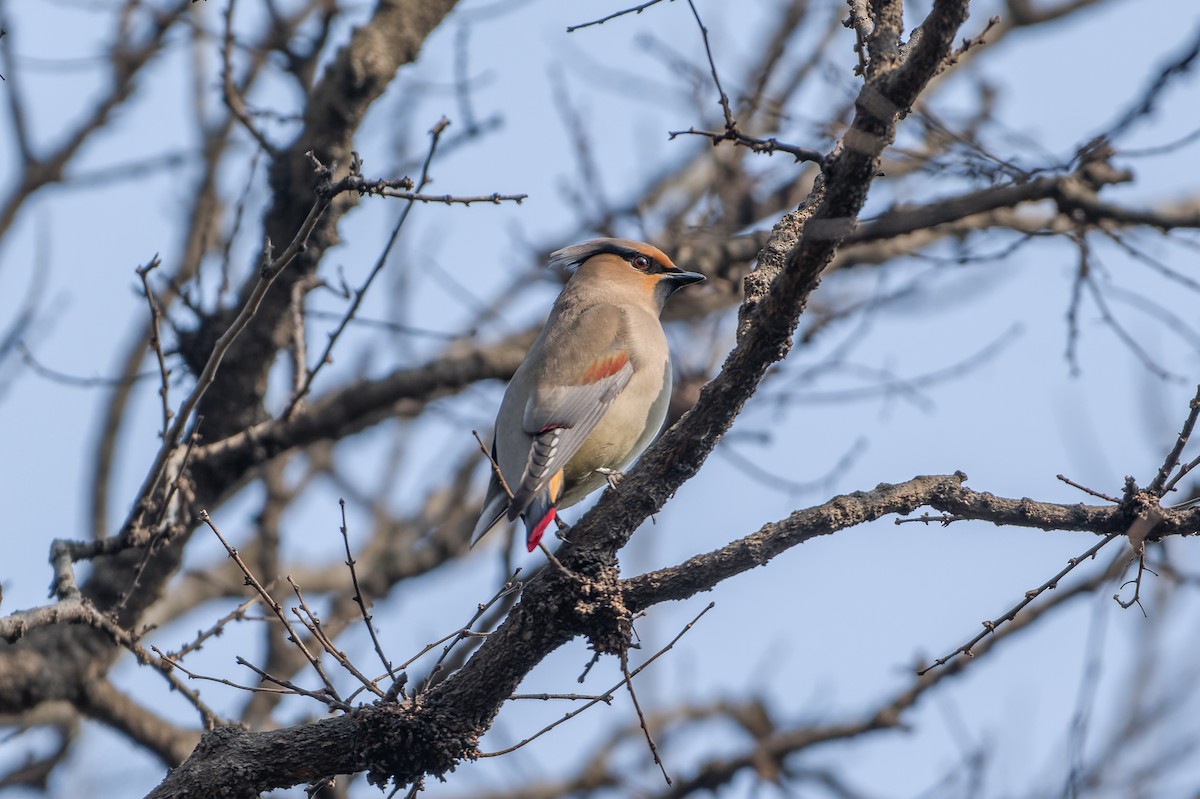 Japanese Waxwing - Wang Zihao