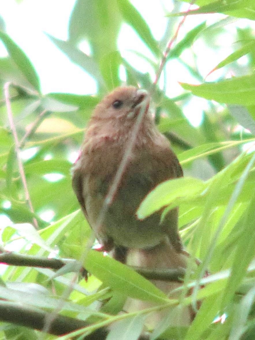 Vinous-throated Parrotbill - ML614628667