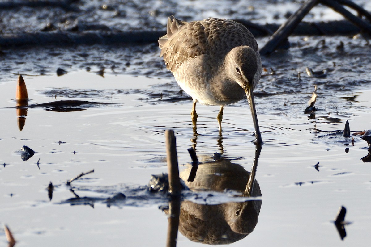 Long-billed Dowitcher - ML614628687