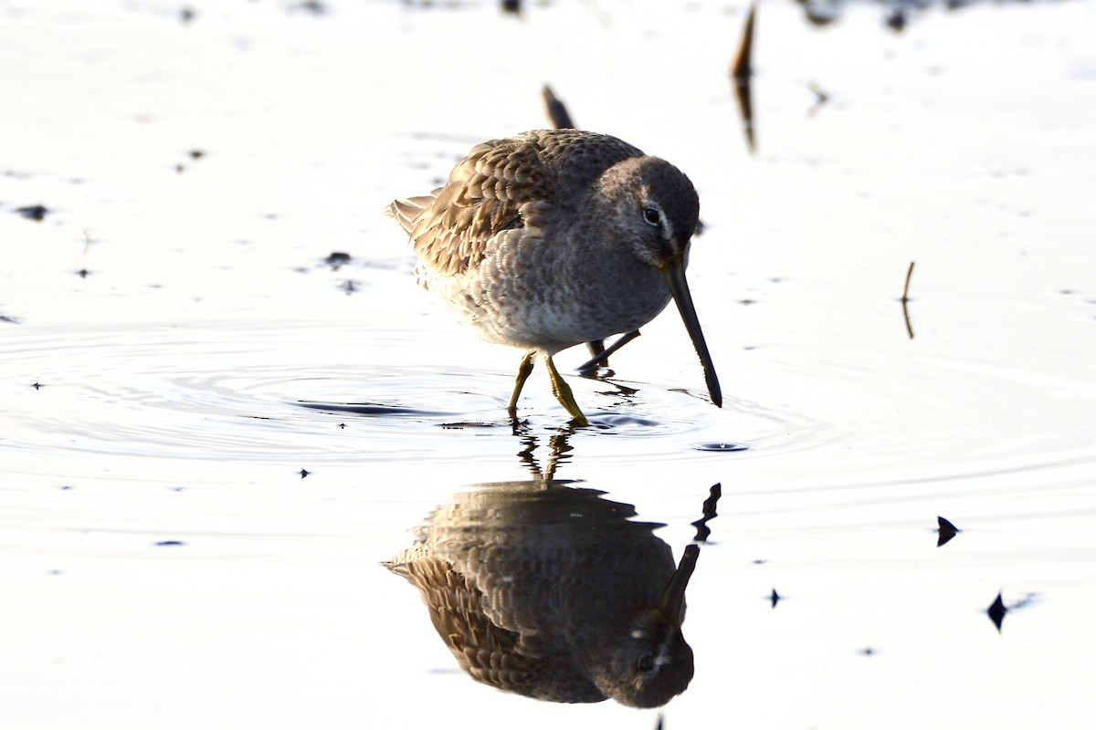 Long-billed Dowitcher - ML614628688