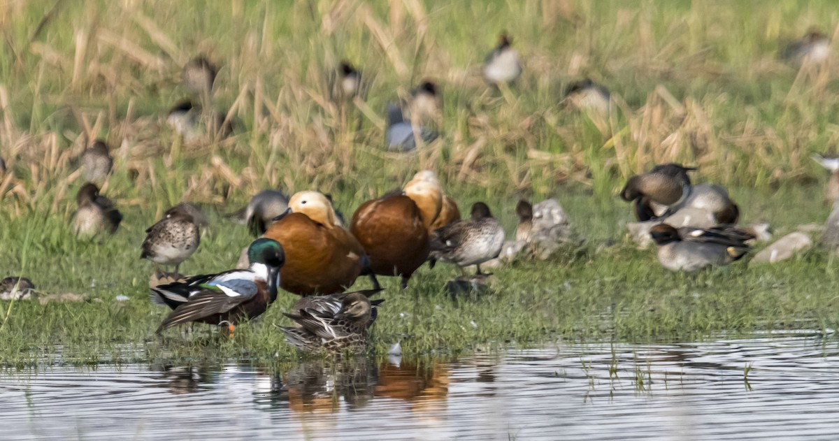 Ruddy Shelduck - ML614628696