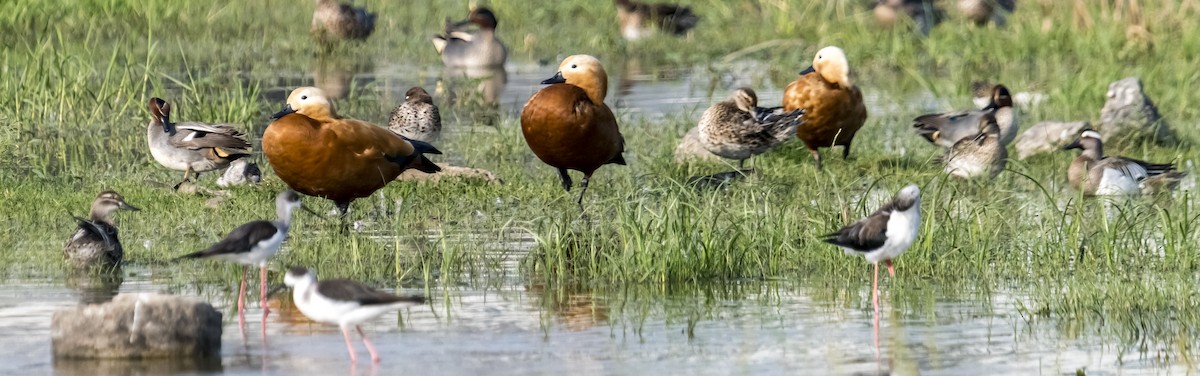 Ruddy Shelduck - ML614628705