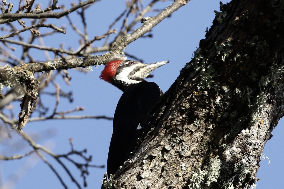 Pileated Woodpecker - ML614628707