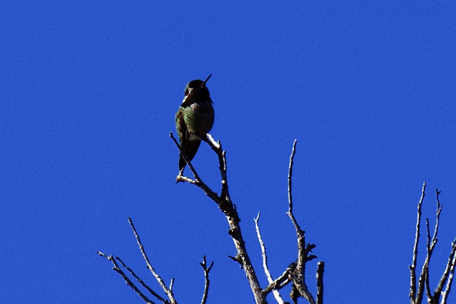 Anna's Hummingbird - ML614628710