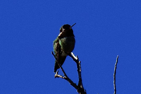 Anna's Hummingbird - ML614628720