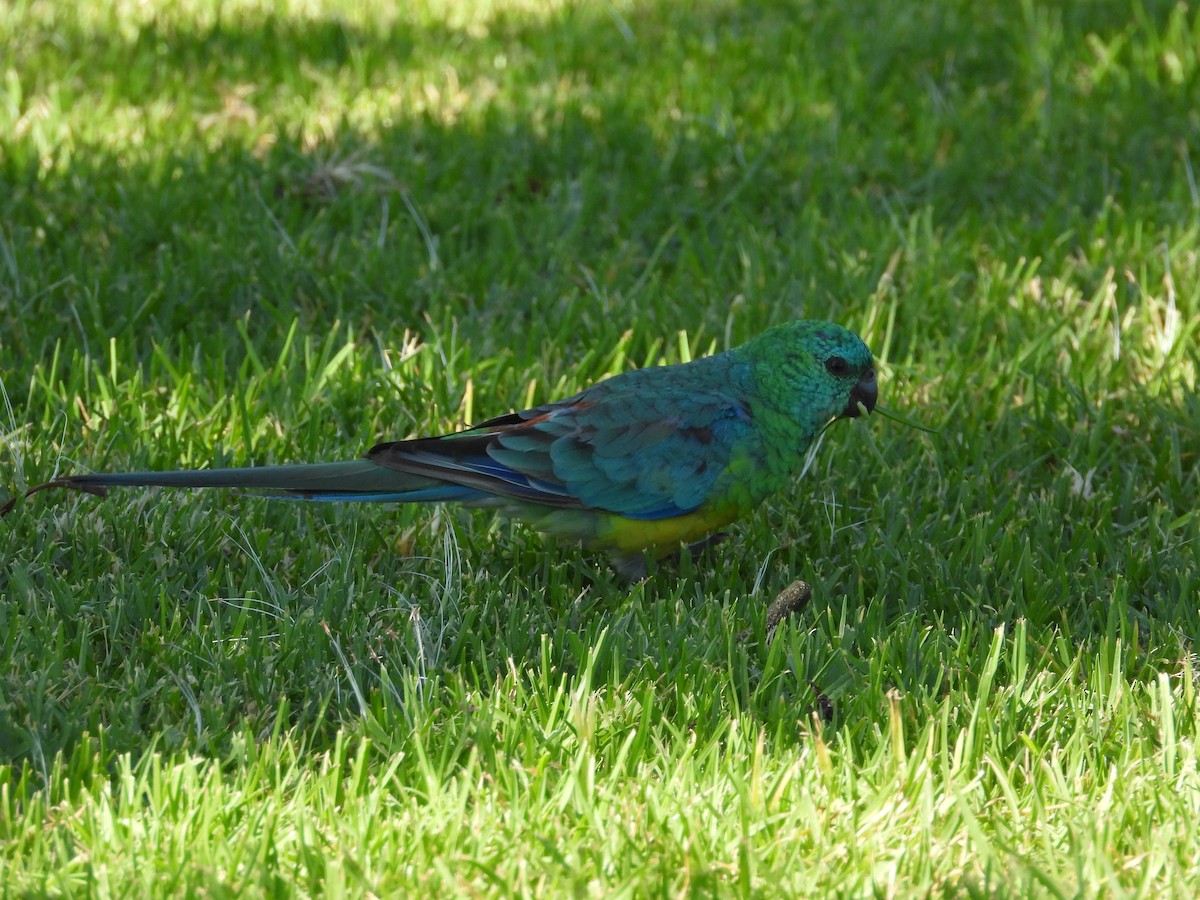 Red-rumped Parrot - ML614628721