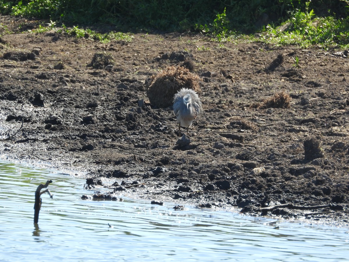 White-faced Heron - ML614628784