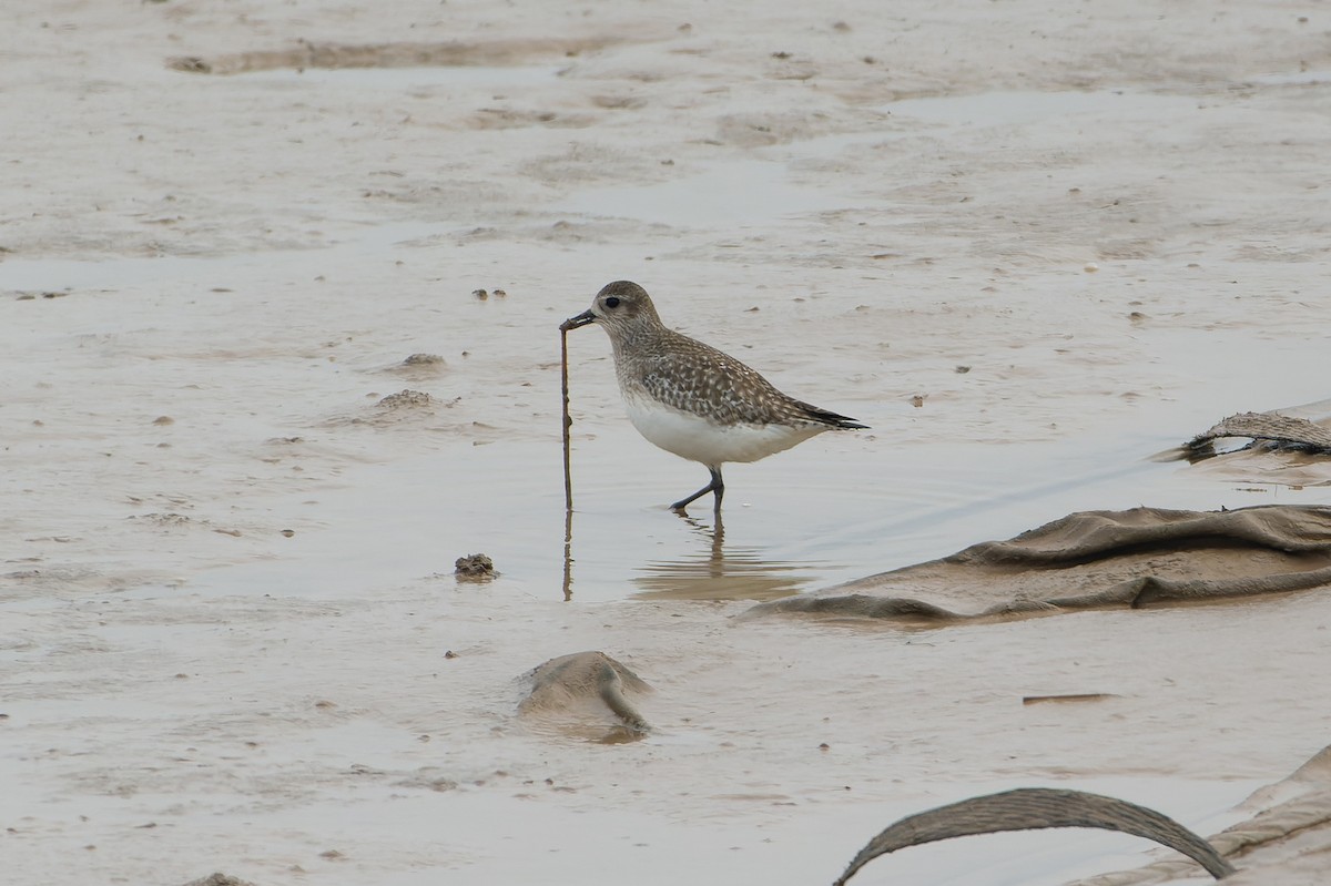 Black-bellied Plover - Wang Zihao