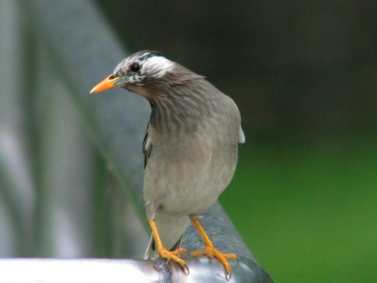 White-cheeked Starling - ML614628823