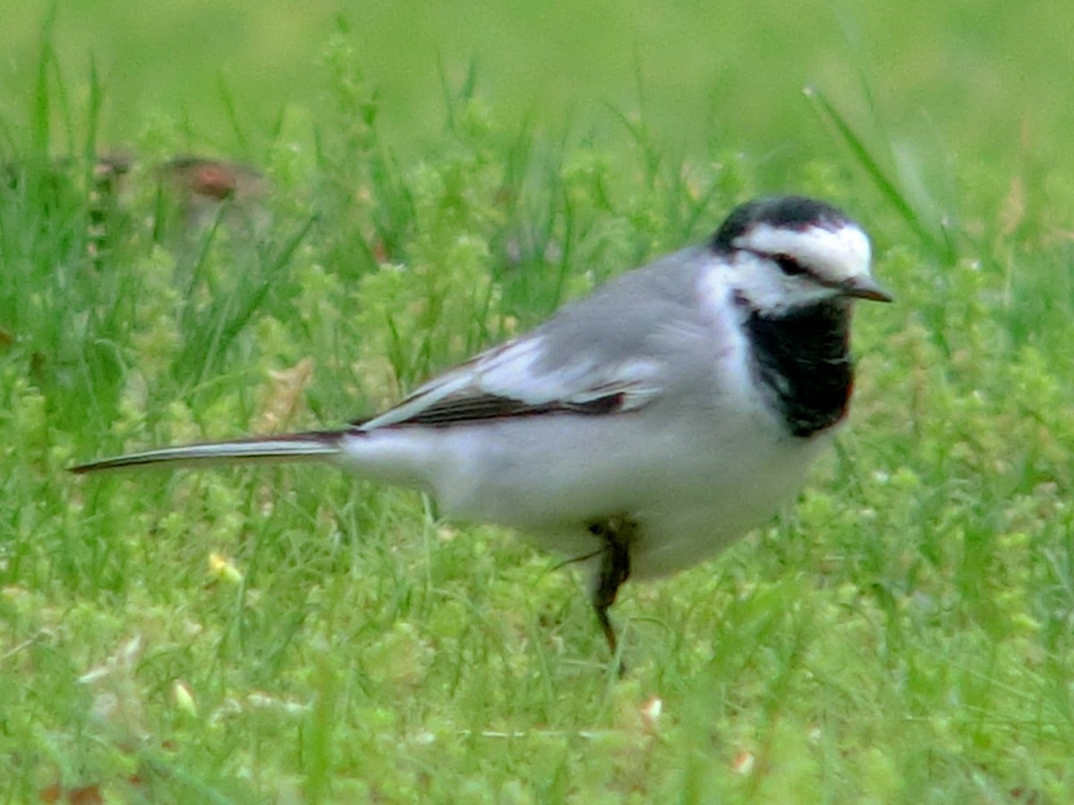 White Wagtail - ML614628826