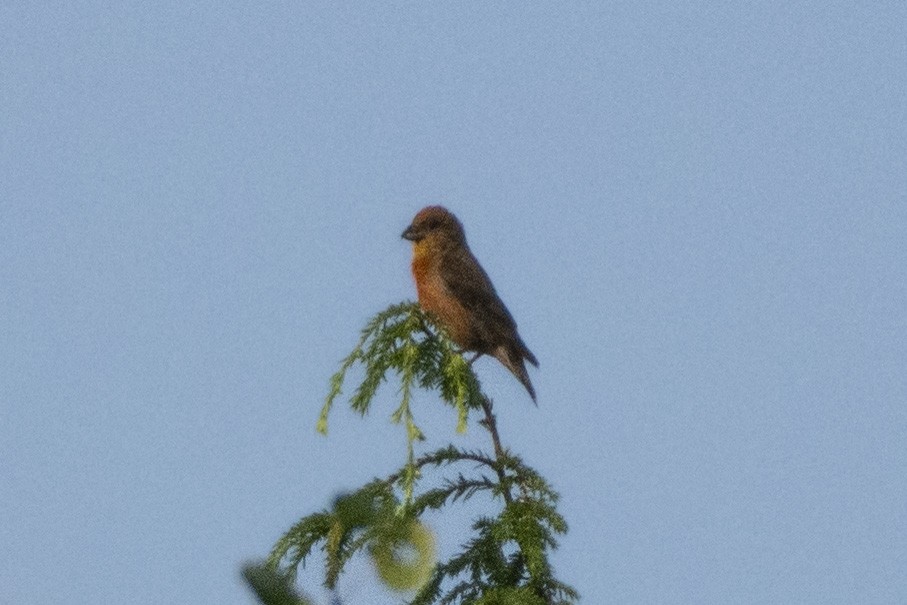 Red Crossbill (Northeastern or type 12) - ML614628872