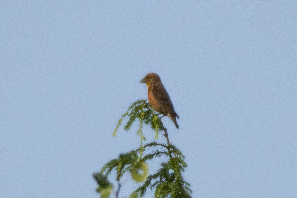 Red Crossbill (Northeastern or type 12) - ML614628873
