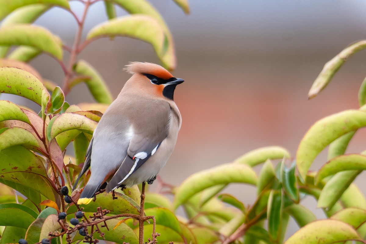 Bohemian Waxwing - Çağan Abbasoğlu