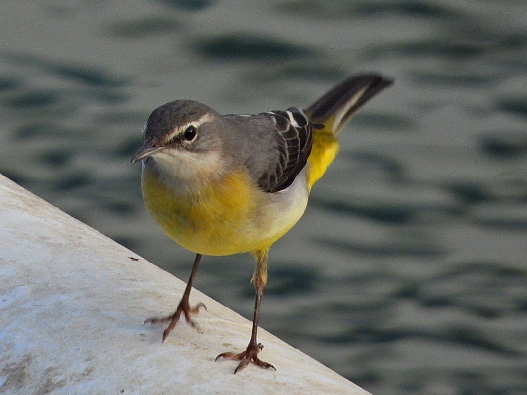 Gray Wagtail - ML614628980