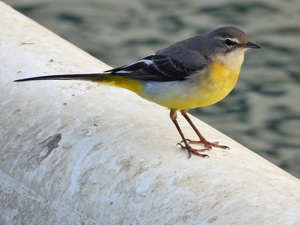 Gray Wagtail - ML614628988