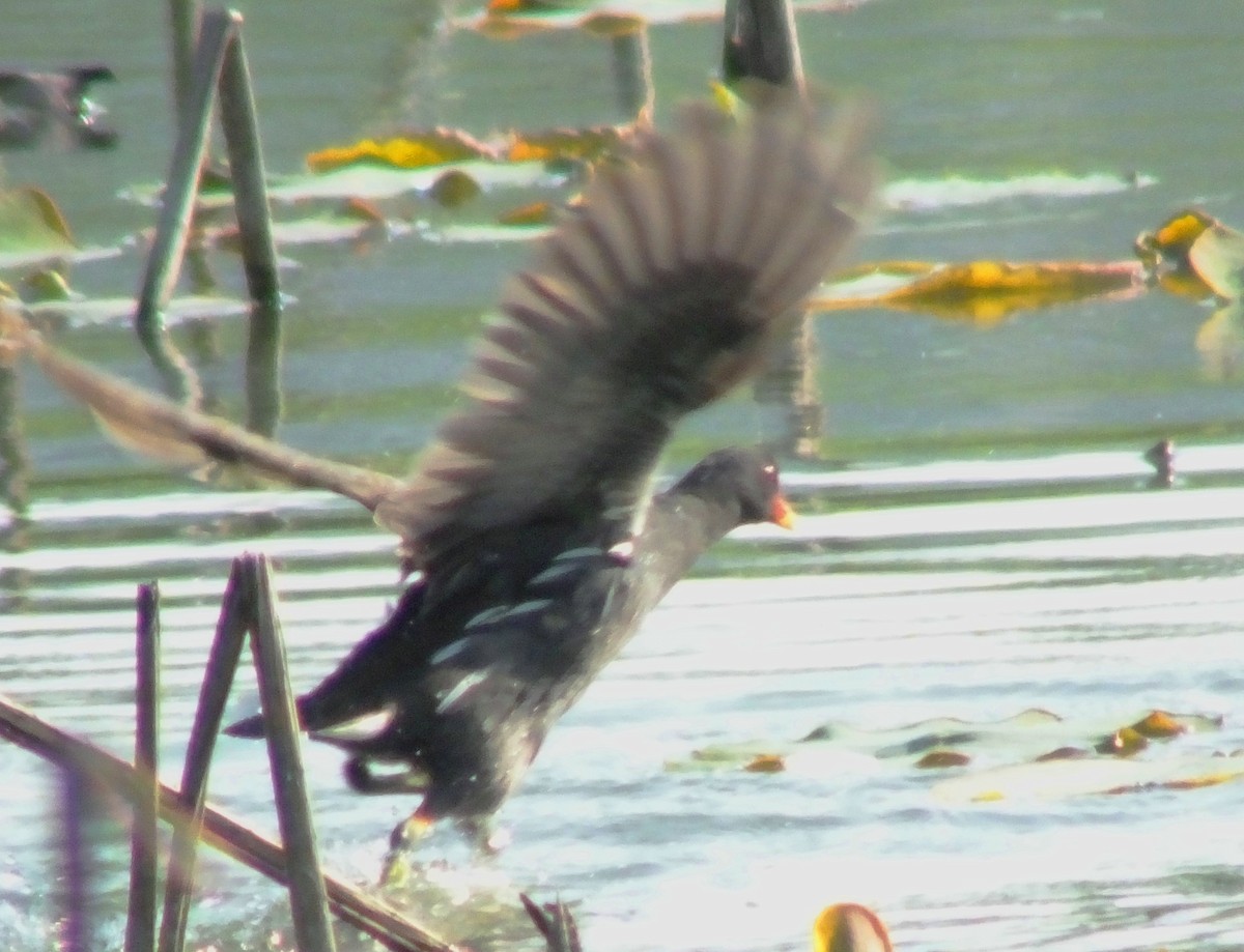 Eurasian Moorhen - ML614629017