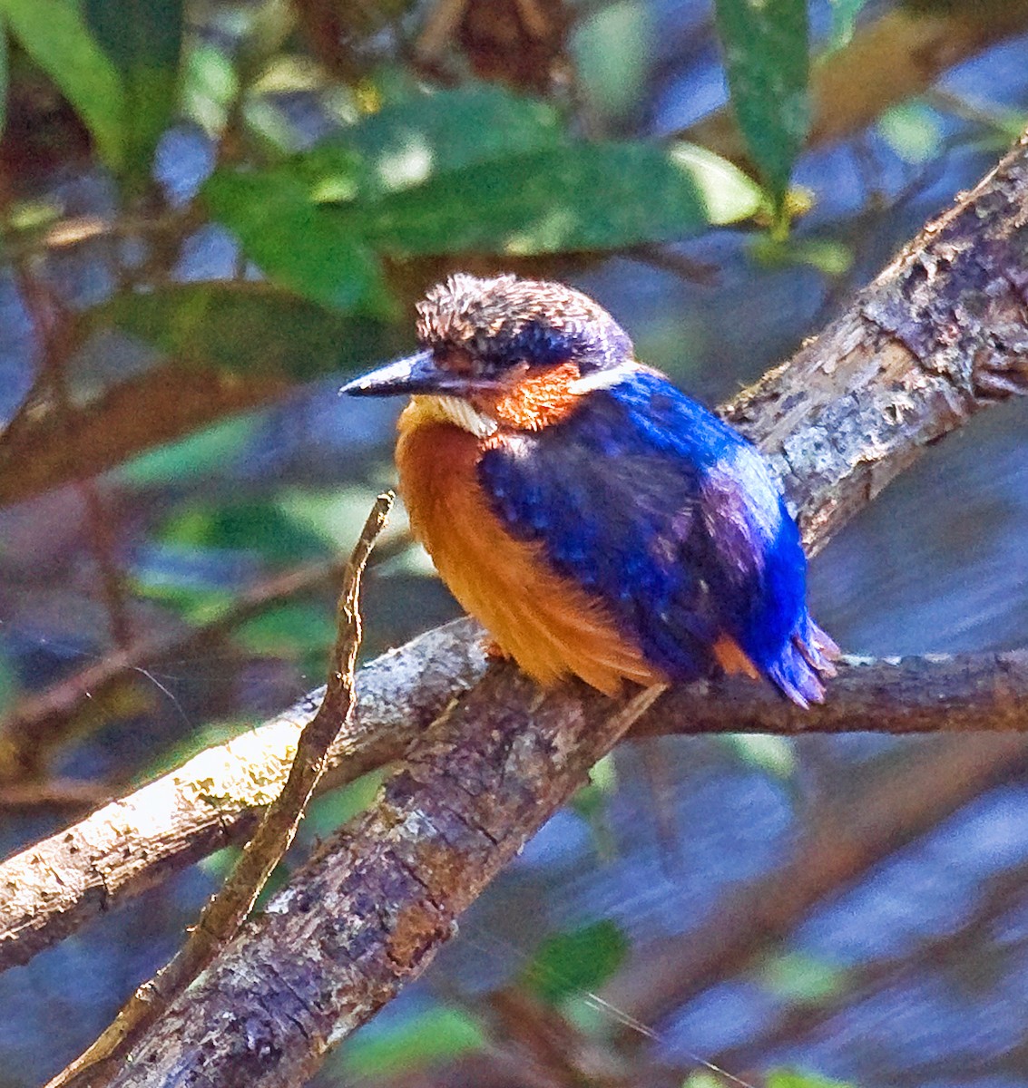 Malagasy Kingfisher - ML614629038